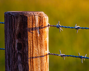 Barbed wire in close up against a warm green background, Blagdon Estate, Northumberland June 2025