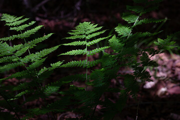 Green ferns growing in the forest