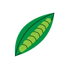 Bunch of peas. Fresh organic vegetable. Vector illustration
