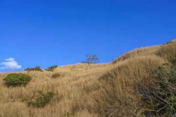崖の上にたつ日本海からの強風に耐えて育つ木の情景