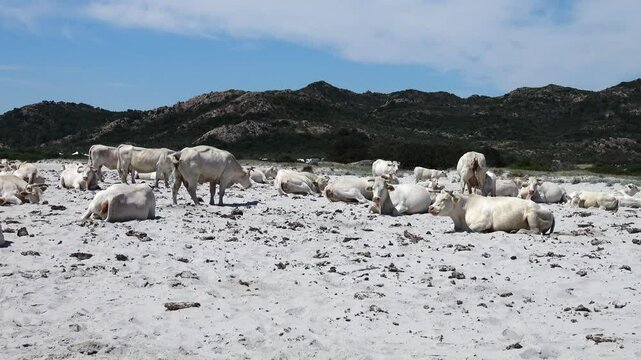 Many cows on the beach at Berchida, south of Siniscola, in the Baronie region, on the east coast of the island of Sardinia, Italy.