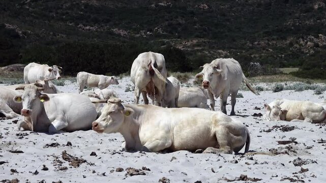 Many cows on the beach at Berchida, south of Siniscola, in the Baronie region, on the east coast of the island of Sardinia, Italy.