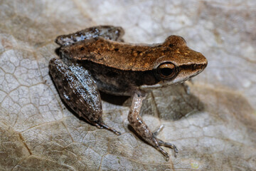 Australian Wood Frog