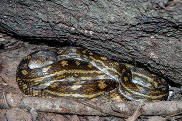 Wild Australian Scrub Python curled beneath a log in the rainforest