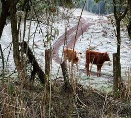 Animais e, clima de inverno.gelo. geada no sul do Brasil