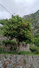 Naklejka premium Nature’s Paradise Lush Hills and Majestic Mountains of Chefchaouen