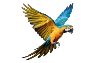A vibrant macaw in mid flight against a white background showcasing its colorful plumage and powerful wings