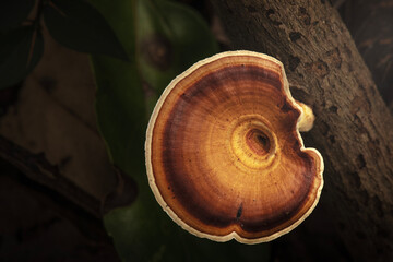 Mushroom species Microporus xanthopus also known as the yellow-footed micropore