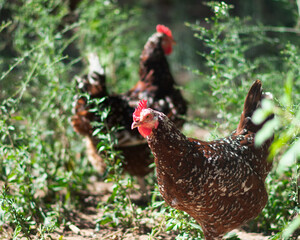 Two pet chickens in the sun