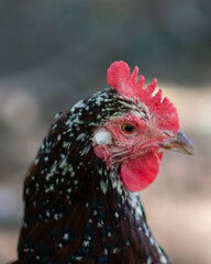 Close up of a  pet chicken in the yard