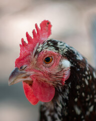 close up of a pet chicken looking to the left