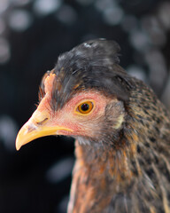 Close up of a young pet chicken