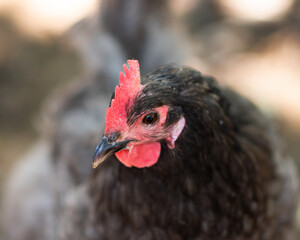 Portrait of a shy free range pet chicken