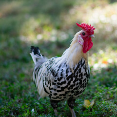 Beautiful black and white rooster chicken