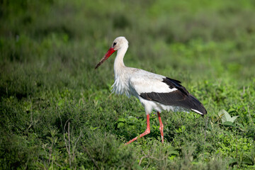 White Stork Foraging in Lush Green Plain
