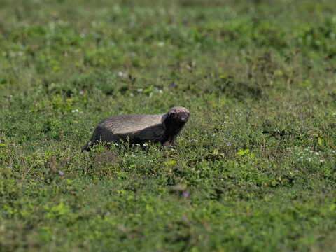 Honey Badger foraging in Green Grassland