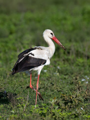 White Stork Foraging in Lush Green Plain
