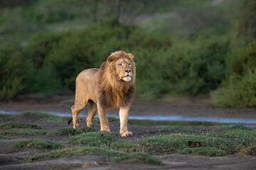 Naklejka premium Male Lion Walking Through African Grassland at Sunset