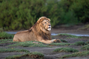 Adult Male Lion Resting on Grassland in Natural Habitat