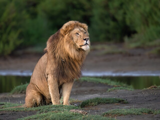 Male Lion Sitting by Water's Edge in Savanna