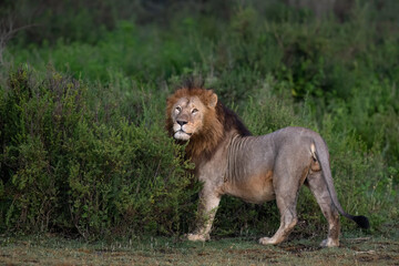 Majestic Male Lion Standing in Grassland at Dawn