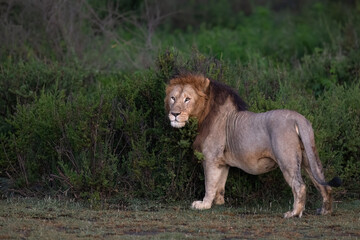 Majestic Male Lion Standing in Grassland at Dawn