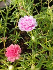 Moss Rose or Portulaca grandiflora. A type of rose that is in bloom and has fleshy leaves.