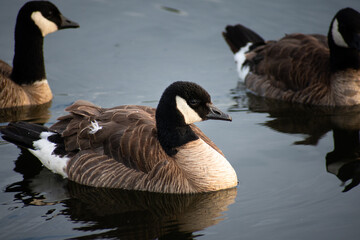 Canada goose swimming in a lake