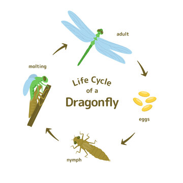 Life Cycle of a Dragonfly Illustration