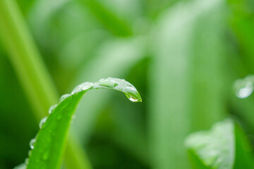 梅雨の雨上がり　雨露が葉っぱの上でコロコロと転がる