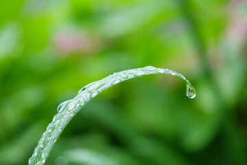 梅雨の雨上がり　雨露が葉っぱの上でコロコロと転がる