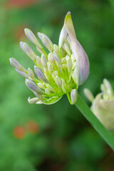 梅雨の時期に華やかに咲くアガバンサス
