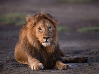 Fototapeta premium Male Lion Resting in Green Grassland Habitat,Closeup Portrait