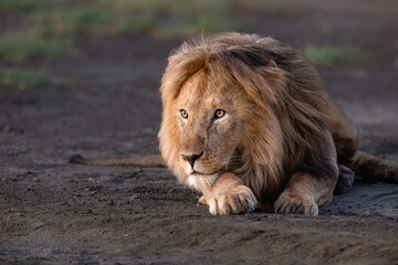 Male Lion Resting in Green Grassland Habitat,Closeup Portrait