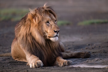 Male Lion Resting in Green Grassland Habitat,Closeup Portrait
