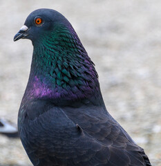 Colorful pigeon perched near urban area showcasing vibrant plumage and unique features during daylight hours