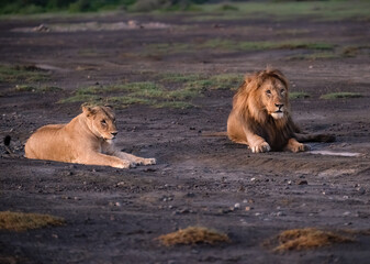 Male and Female Lions Resting on African Savanna