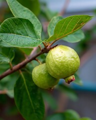 Fresh guava on a branch, blurred background, smooth green leaves with clear lines.