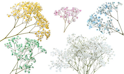 Gypsophila branches with small flowers in different colors on white background, collage