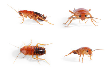 Set of many cockroaches isolated on white