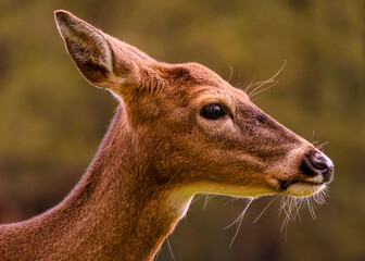 Deer close-up capturing the delicate features and serene expression in a natural habitat during daylight