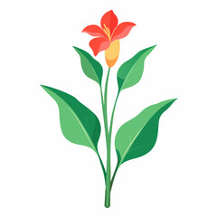 Minimal Canna Lily Illustration
