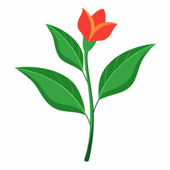 Minimal Canna Lily Illustration