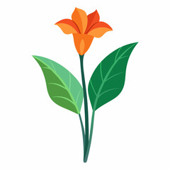 Minimal Canna Lily Illustration