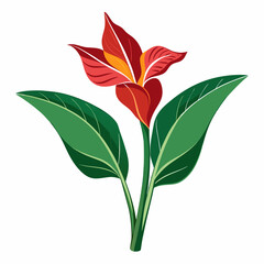 Minimal Canna Lily Illustration