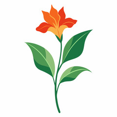 Minimal Canna Lily Illustration