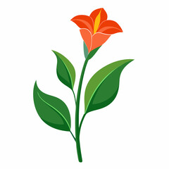 Minimal Canna Lily Illustration