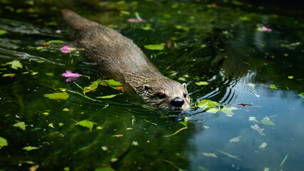 otter swimming