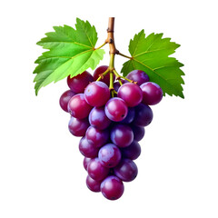 Photorealistic High-Resolution Bunch of Fresh Purple Grapes with Green Leaves