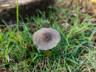 Delicate mushroom cap amidst vibrant green grass